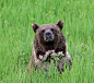 magicalnaturetour:

“Grizzly Bouquet” photo taken outside of Yellowstone National Park by Jennifer O'Dell 