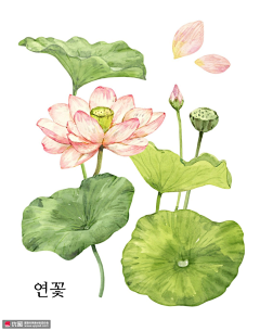 quasilada采集到植物