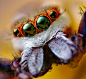 动物的眼睛 蜘蛛的眼睛