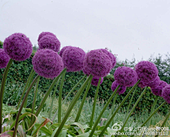 十四公主~采集到花韭