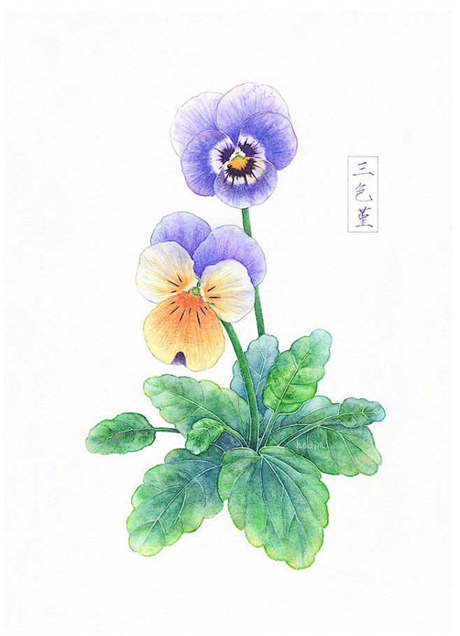 三色堇 猫脸花~-hoaim.__涂鸦王...