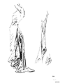 伯里曼人体结构绘画 (331).jpg