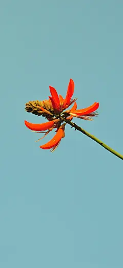 高清花卉壁纸-为你明灯三千，为你花开满城-今日头条