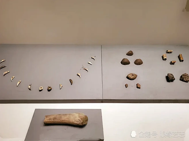 穿孔兽牙，代表了最早人类的审美观念
