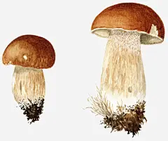 手绘黄色蘑菇免抠素材_新图网 https://ixintu.com 素食食材 菌类 菌菇手绘 蘑菇 食材 黄色手绘