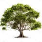 通用实景树木绿色植物元素贴纸