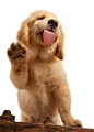 Dog And Cat 516*720 transprent Png Free Download - Companion Dog, Puppy Love, Paw. - CleanPNG / KissPNG