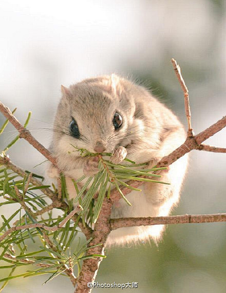 日本北海道抓拍到的野生飞天鼠萌萌的简直敲可爱啊67676767