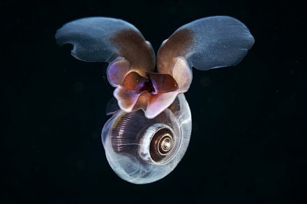 蝴蝶蜗牛（Limacina helici...