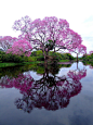 Piuva Tree in Brazil