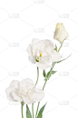 美,lisianthus,白色,分离着色,自然,垂直画幅,绿色,无人,自然美,植物茎