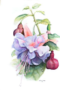 Jenny Coker细腻的水彩花卉植物——Lavender Fuschia（共收录13张）（画家主页：http://www.jennycoker.com/home）#芊茗静语#