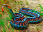 California Red-Sided Garter Snake 摄影交流扣扣群：347754389
