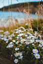 White and Yellow Daisy Flowers