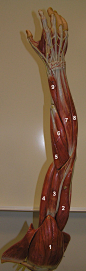 Posterior Arm