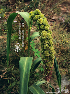 北谷町采集到子 酱