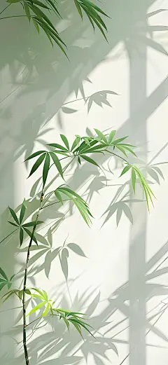 竹子 手机壁纸