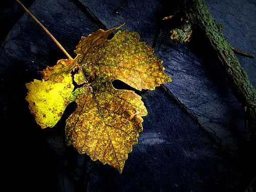 全部尺寸 | old wine leaf...