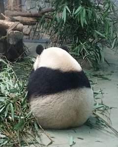 砂Ёbái采集到动物