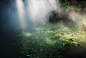 Monet's lotus by Zhi Wang on 500px