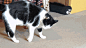 我会翻跟头   你会不会   http://www.jiaronghe.com/goods-462.html #搞笑# #重口味# #GIF#