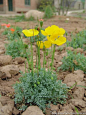 高山罂粟
高山罂粟（学名：Papaver alpinum）是多年生草本植物，植株高约 20cm，具有强壮主根；茎直立，多毛，像所有的罂粟一样，折断后会有白色乳汁流出；单叶互生，叶羽状裂，排列成莲座状在基部丛生。无花柱，柱头盘状；蒴果球形孔裂。花期初夏。未成熟果实的乳汁含马啡、可待因等。花、果可供药用；花鲜艳，也可供观赏。首次发现是在奥地利，原产于阿尔卑斯高山，以后移植平地，迅速开遍漫山遍野。