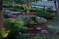 Ginkgo-biloba采集到植物景观设计