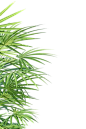 叶子树叶png (106)