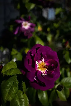 牡丹花高清摄影素材