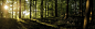 General 3840x1200 forest sunlight trees