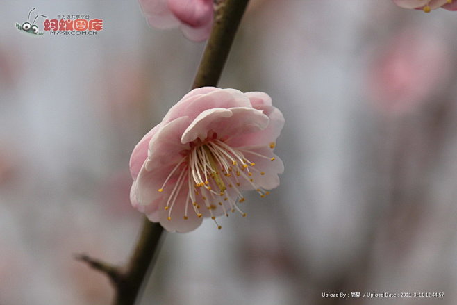 红梅花图片素材