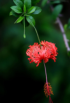 ·菩提心·采集到《我为花狂》