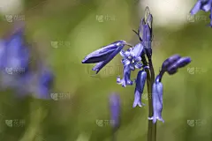 野bluebellls