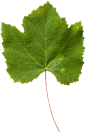 Leaf-1