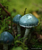 灰蓝色小蘑菇~