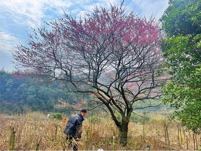 红梅-花瓣网