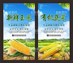 玉米  - 源文件下载【酷图网】玉米,农业,农业海报,农产品海报,农产品,熟玉米,生玉米,玉米地,玉米种子,玉米广告,玉米宣传,玉米海报,玉米素材,苞米,苞米地,玉米庄家,玉米田地,玉米种子图片,嫩玉米海报,鲜玉米,种子传单,玉米种子传单,种子宣传单,玉米包装,玉米展板,化肥海报,种子化肥,玉米化肥海报,种子海报设计