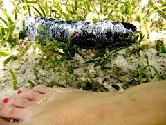 这个就是上张图片里黑色的部分，好多，如果有密集恐惧症的亲，慎入，嘿嘿！因为帕劳是有严格的捕捞法律，只有当地人才可以捕捞，又由于帕劳人本身不愿意太辛苦，故而有很多野生的生物，比如：海参遍地都是......,DJ高娜