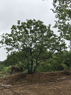 maryzhao采集到植物—点景树及树池