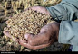 La récolte du riz à Khorramabad, dans la province du Lorestan - Iran