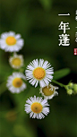 小花