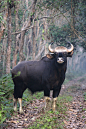 偶蹄目·反刍亚目·牛科·牛亚科：印度野牛