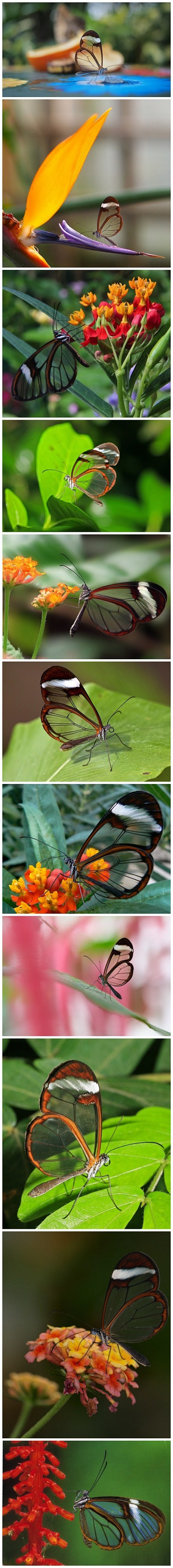 透明的蝴蝶。
