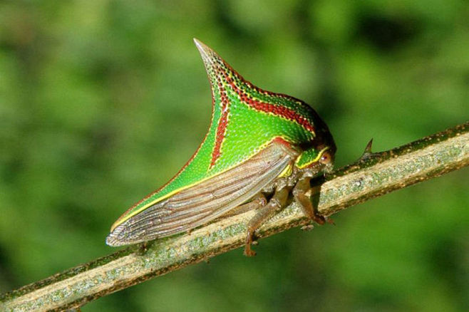 Umbonia 胸蛙，这种动物被誉为“带...