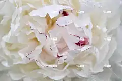 牡丹 桌面背景 酷背景 花瓣 花 壁纸4K 自由背景 开花