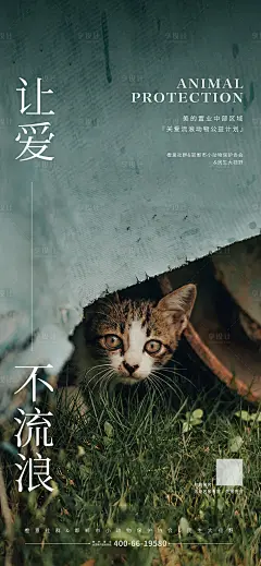 流浪猫公益海报-素材库-sucai1.cn