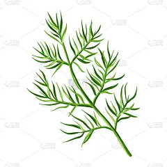 莳萝的风格化插图。用于设计或装饰的图像。