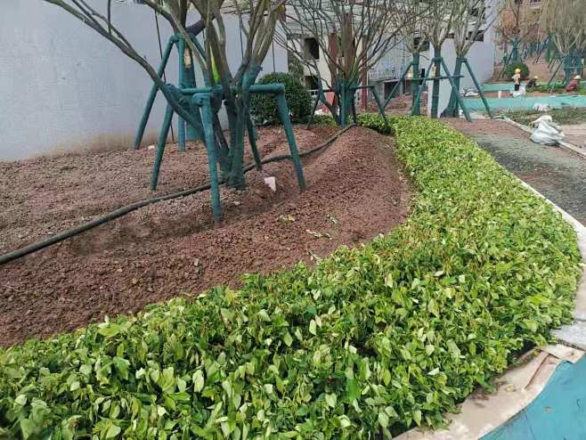 地被栽植工艺