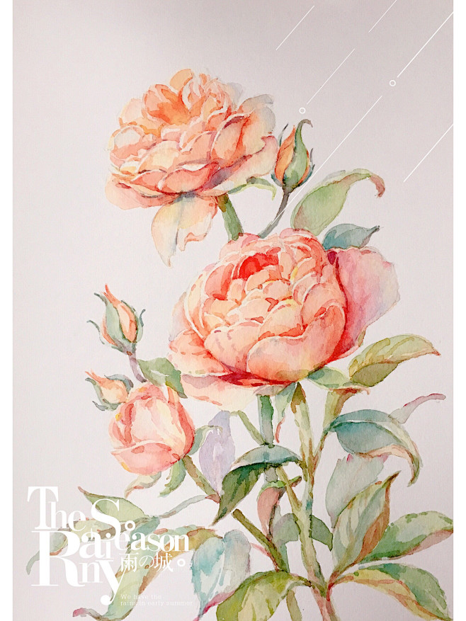 水彩花卉 月季花－P.PNG