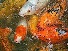 可爱的鲤鱼高清壁纸桌面壁纸2